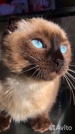 Отдам кошку