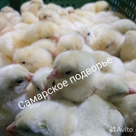 Цыплята суточные бройлера