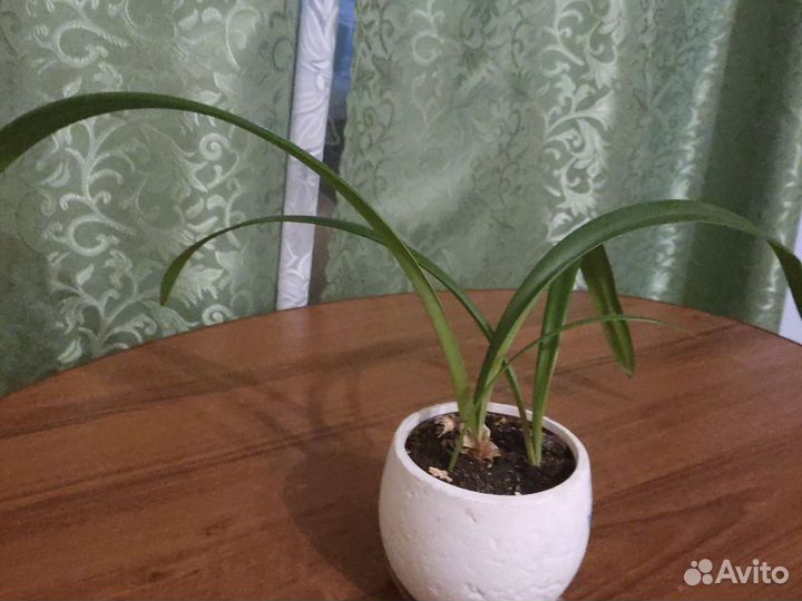 Гиппеаструм(детки)