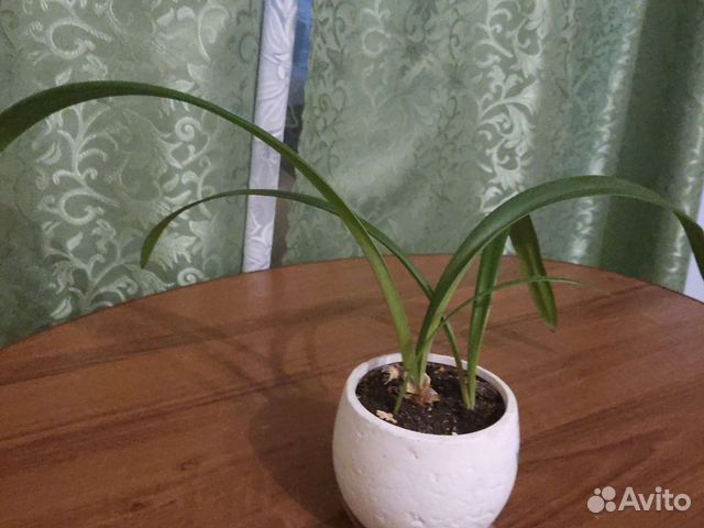 Гиппеаструм(детки)