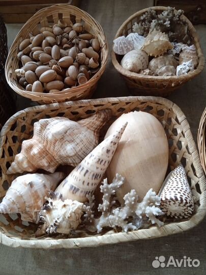 Морские ракушки