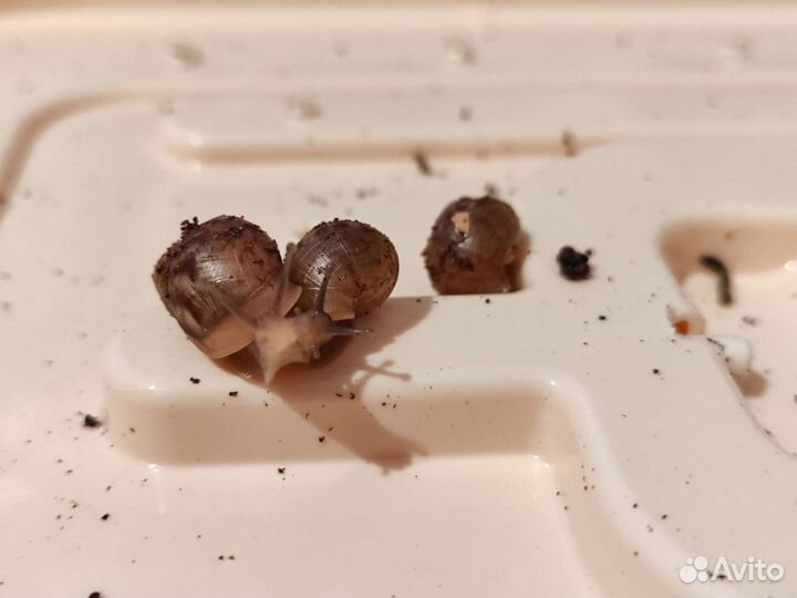 Улитки ахатины маленькие. Бесплатно