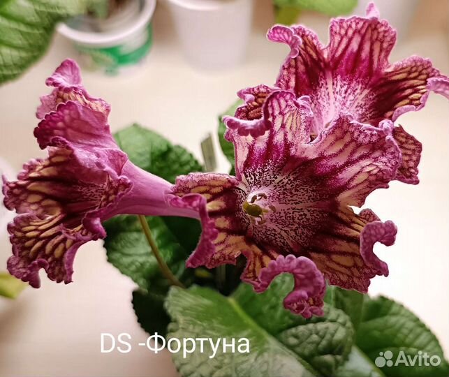 Стрептокарпус, подарок