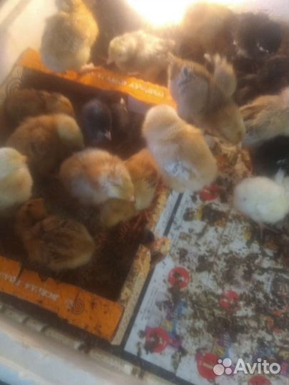 Цыплята суточные