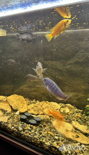 Аквариум с рыбками, рыбы