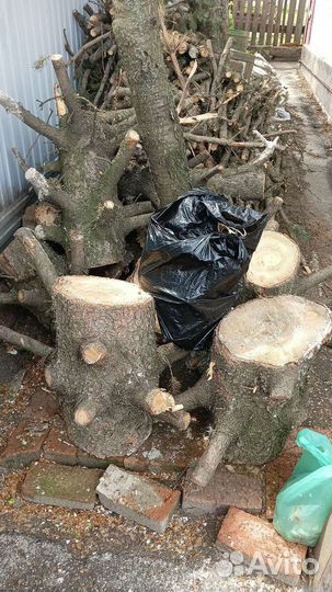 Ель голубая