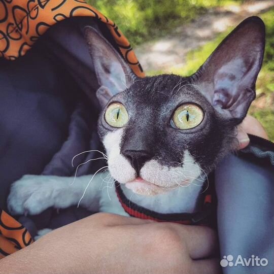 Передержка собак. Дрессировка. Загородный дом