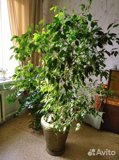 Фикус бенджамина большой