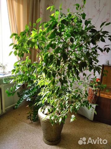 Фикус бенджамина большой