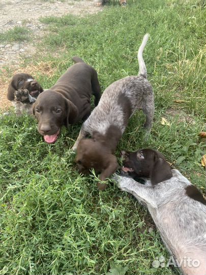 Продаю щенков Дратхаар