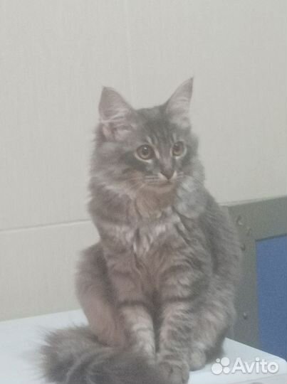 Кот ну очень крутой