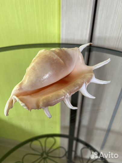 Ракушки раковины