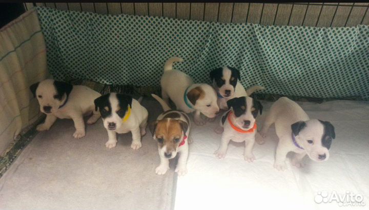 Щенки Джек Рассел терьера