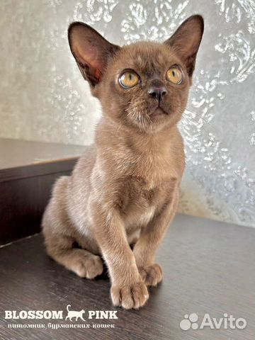 Бурманская кошка купить в Набережных Челнах  объявление продам