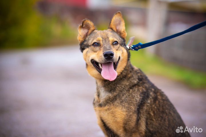 Собака в добрые руки 3 года