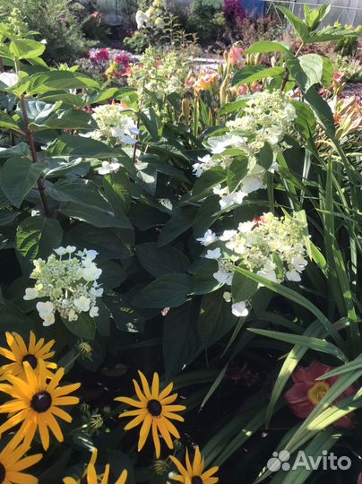 Гортензия мегаминди 1-летка