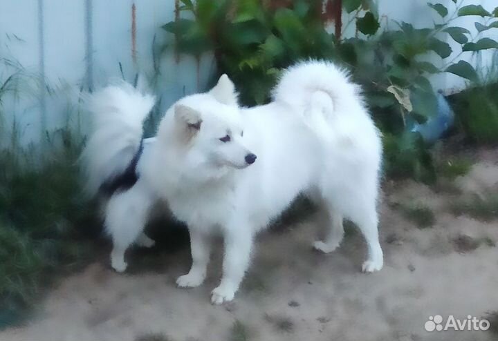 Японский шпиц