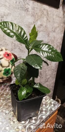 Комнатные домашние растения