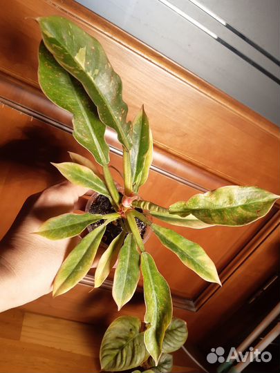 Филодендрон биллиетау кверцифолиум ринг оф файер