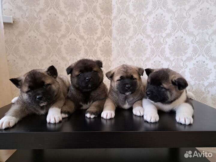 Щенки американской акиты