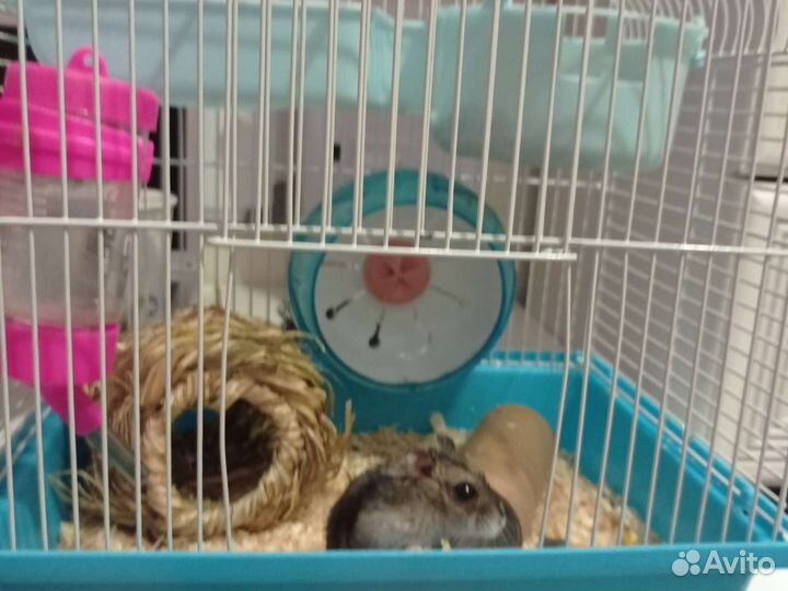 Клетка для хомяка