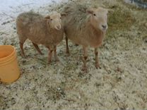 Катумские овцы,ягнята