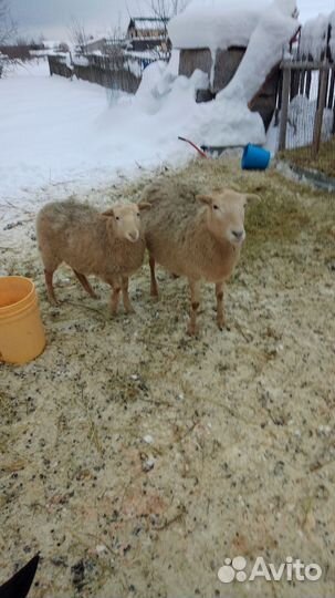 Катумские овцы,ягнята