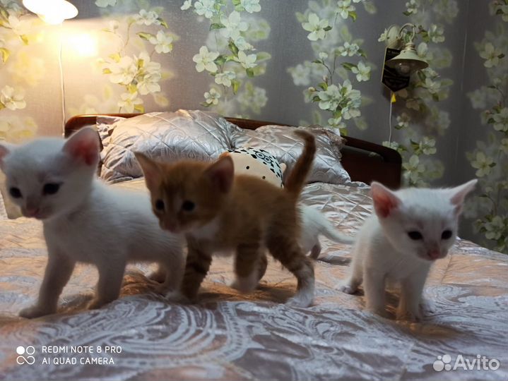 Котята бесплатно