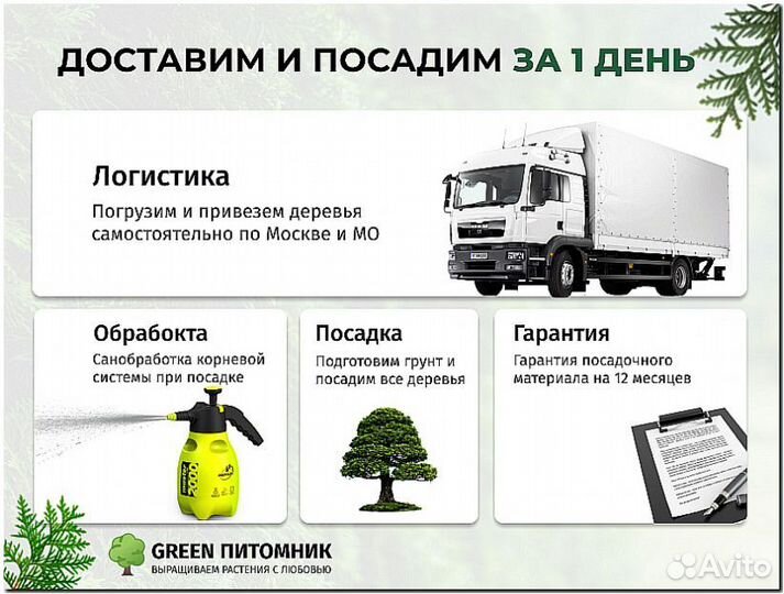 Туя Брабант 2 м