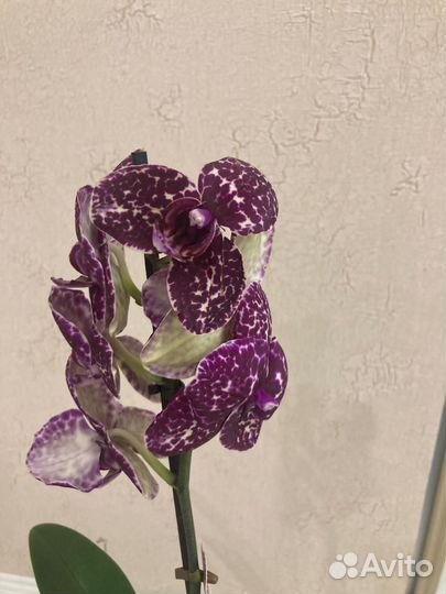 Орхидея дикий кот