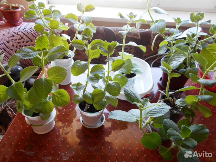 Комнатная мята (плектрантус)