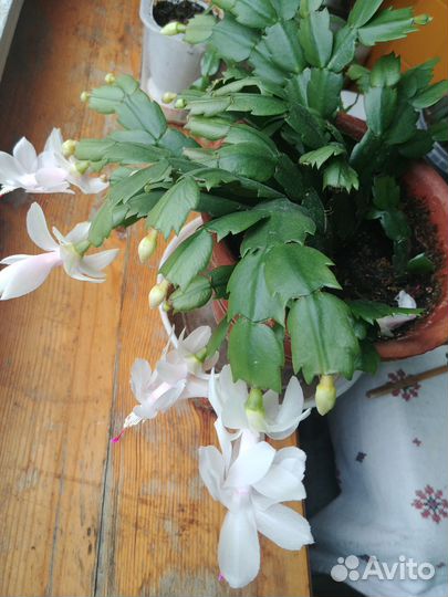 Декабрист шлюмбергера усечённая белый цвет