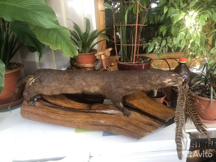 Чучело зверя