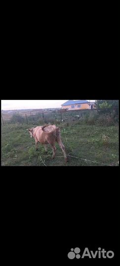 Корова ручная второй отель будет