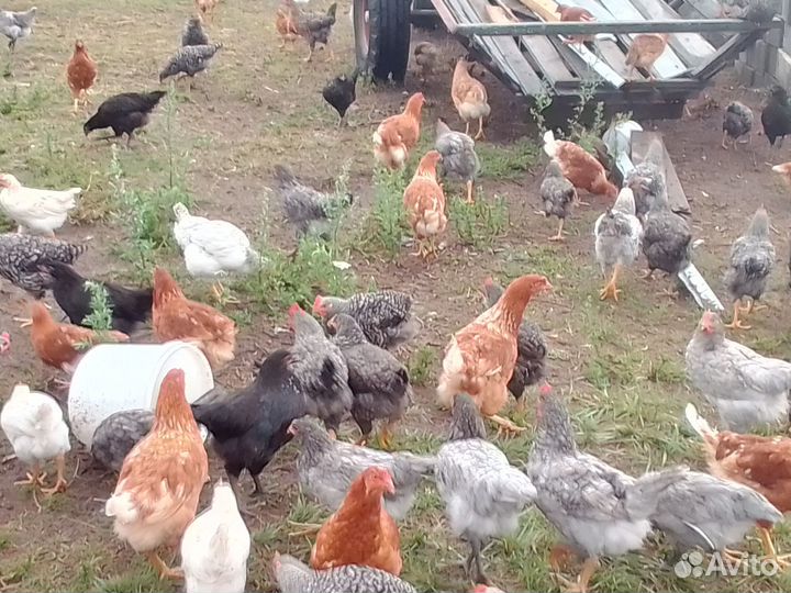 Куры молодки несушки