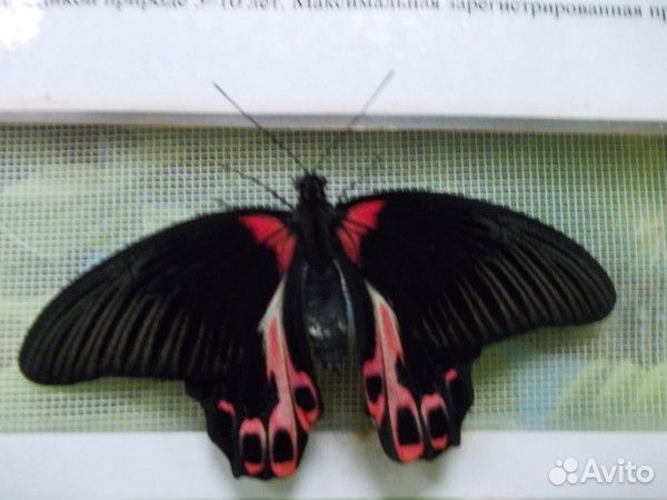 Увлекательная Детская мини ферма