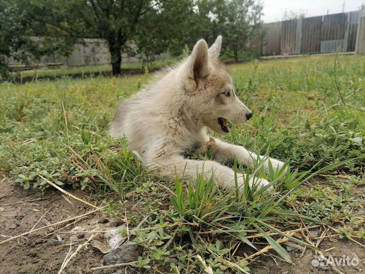 Щенки хаски