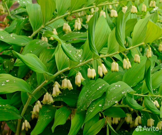 Цветы малоуходные