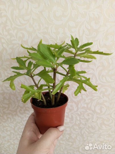 Каланхоэ Оленьи рожки