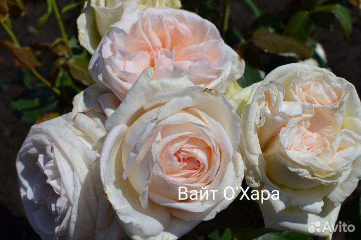 Саженцы роз