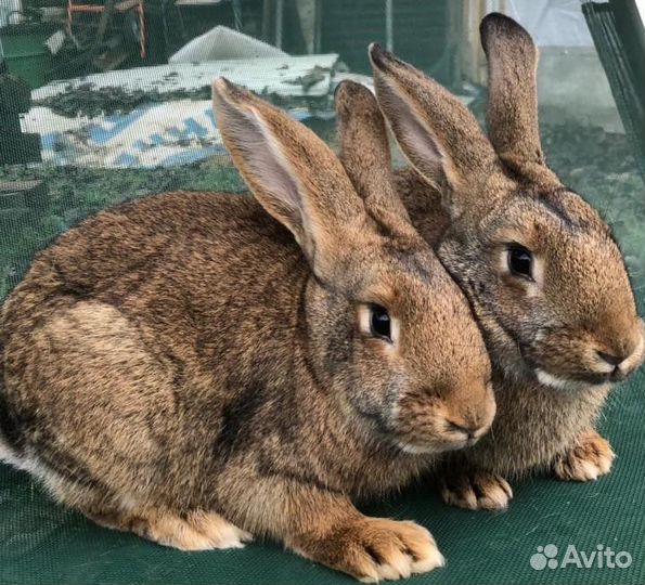 Кролики мясных пород