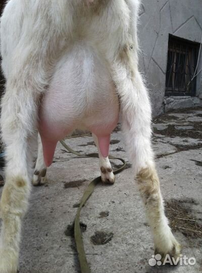 Коза дойная