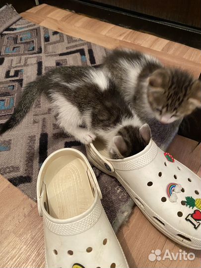 Котята мальчики в добрые руки