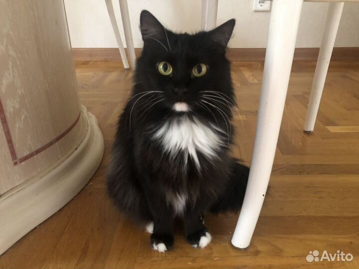 Бонечка ищет дом