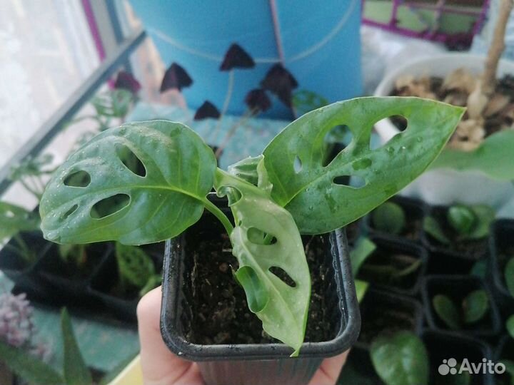 Монстера Манки маск