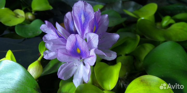 Эйхорния, водный гиацинт