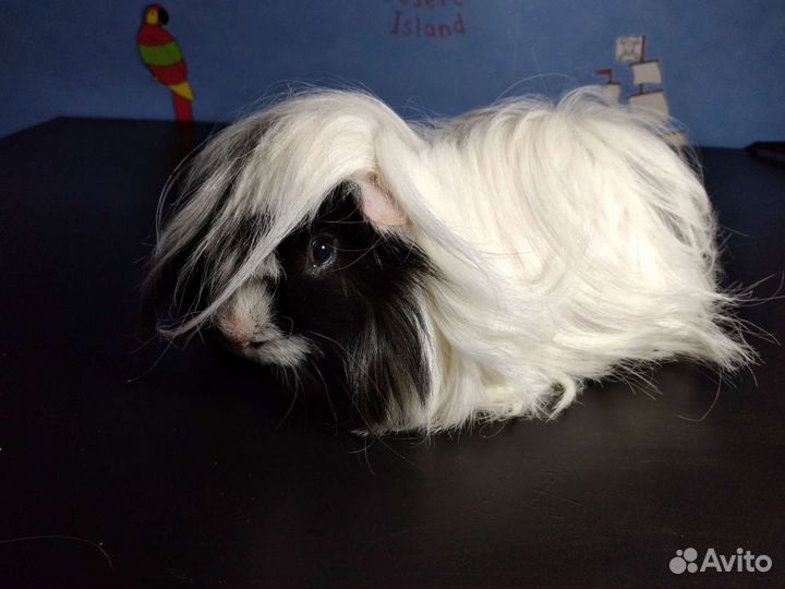 Перуанские морские свинки