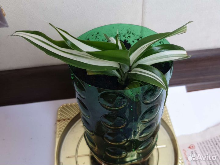 Кордилина драцена