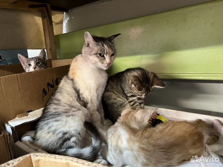 Кошачья семья кошка котята