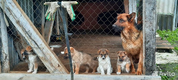Собаки бесплатно в добрые руки щенки